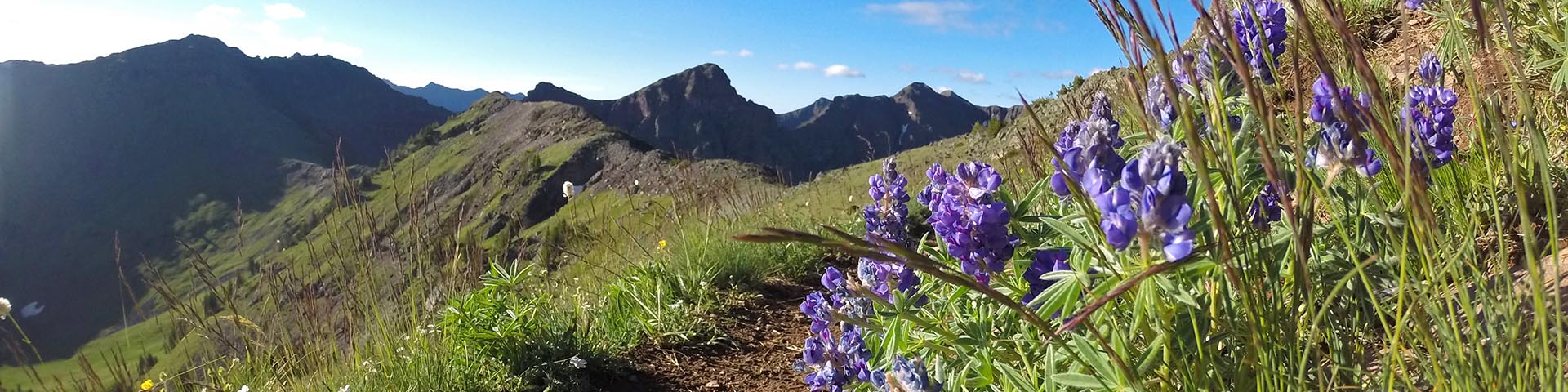 A ridgeline trail with flowers and blue sky